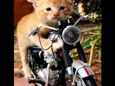 Cute funny cat pictures gallery