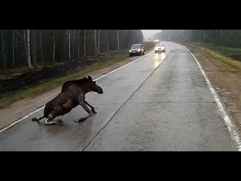 Animals Hit By Cars – Animals On The Road Compilation (18+)