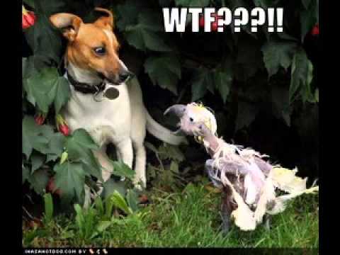 Very funny dog captions pictures gallery