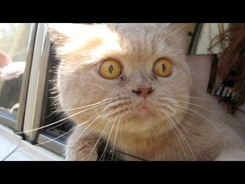 Cats and dogs on their first car ride – Cute and funny animal compilation