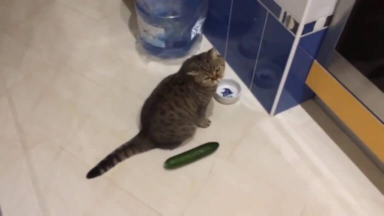 Funny cats scared of cucumbers – cat vs cucumber compilation