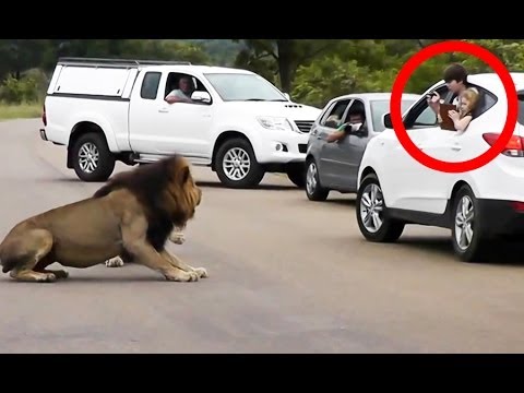 Lion Shows Tourists Why You Must Stay Inside Your Car – Latest Wildlife Sightings