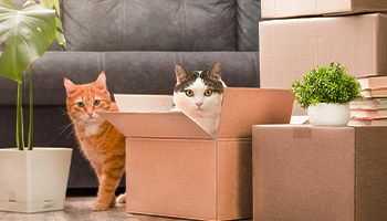 Does Renters Insurance Cover Pets? | Renting with Pets