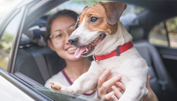Driving with Pets: Preventing Distractions and Accidents